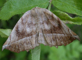 Curve-toothed Geometer